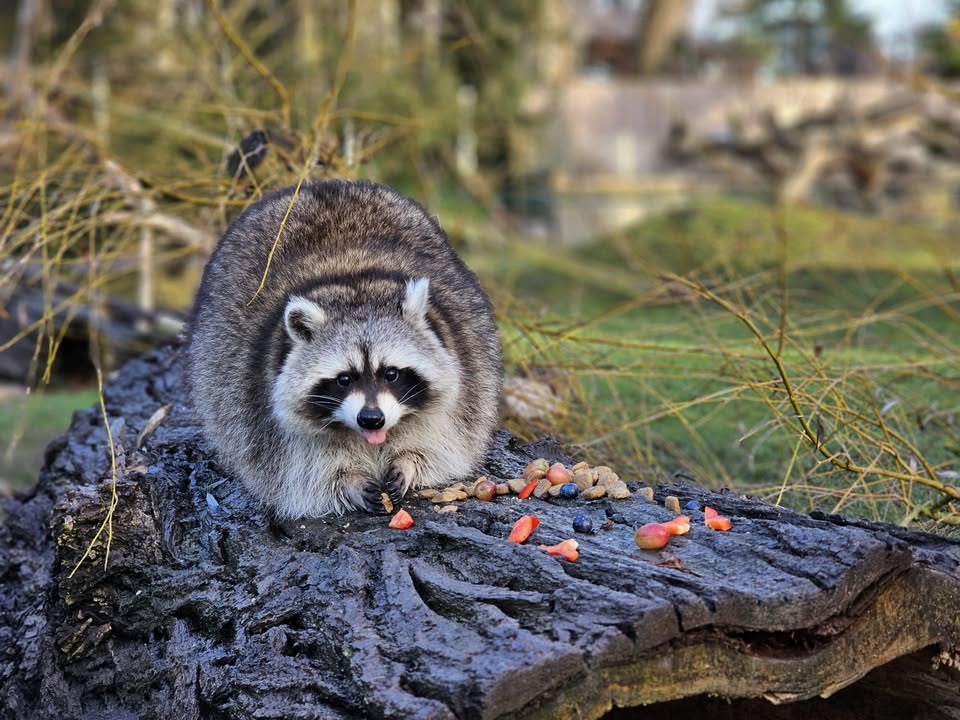 Tierpark Essehof Zoo